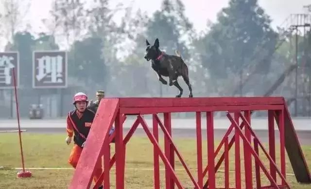 说猫咪是傻子的视频,当人类说猫咪傻
