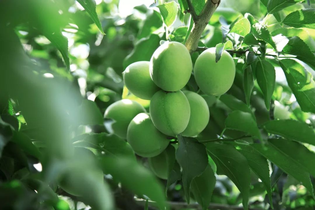 拼团丨出口日本20多年,这个“青梅大王”做的梅子,就是好吃!