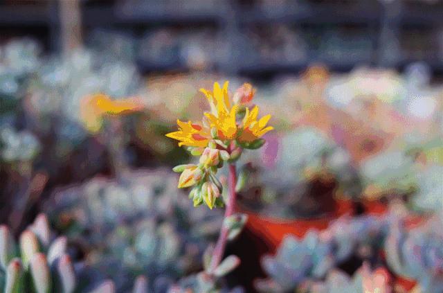 花市买10元3盆多肉,武汉多肉花卉便宜