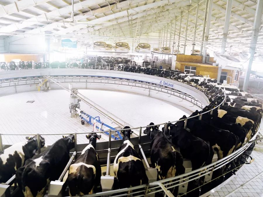 为了孩子能喝上新鲜的奶,让孩子喝上放心的牛奶就那么难吗