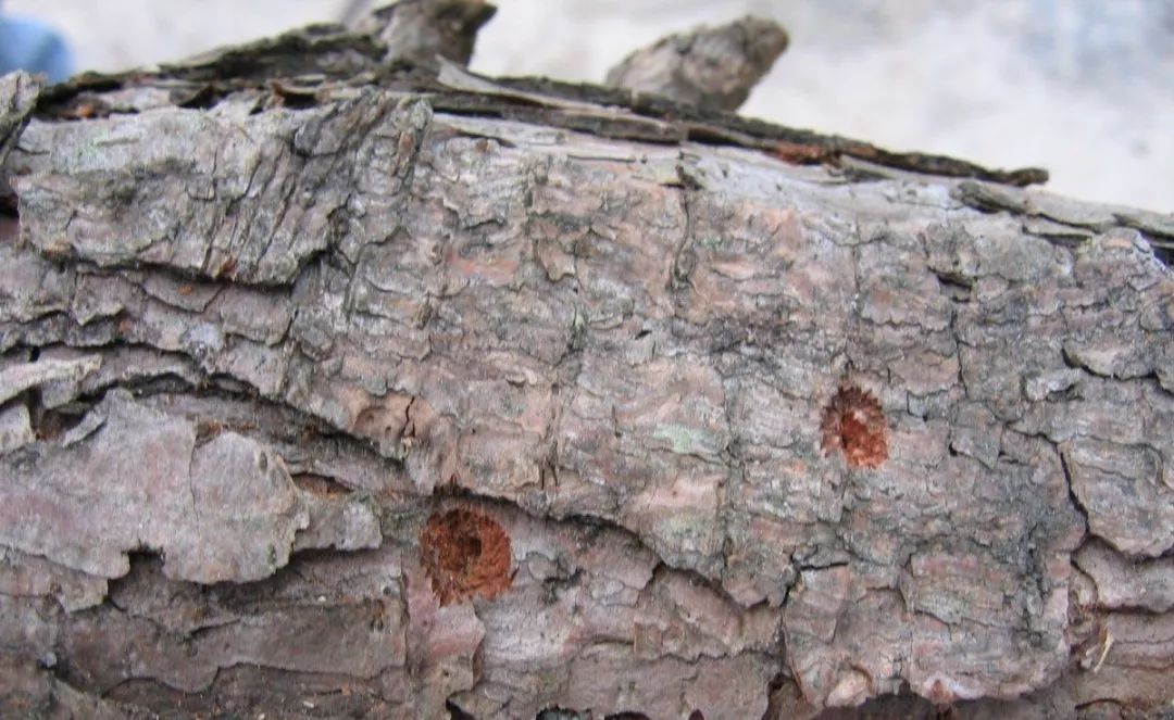 松材线虫病如何防治和处理,松材线虫病防治方法