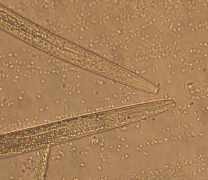 松材线虫病如何防治和处理,松材线虫病防治方法