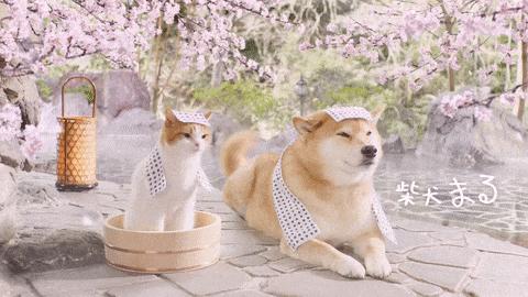 叙好物|宅家“云”赏樱，这些樱花季限定都是些什么神仙小可爱呀