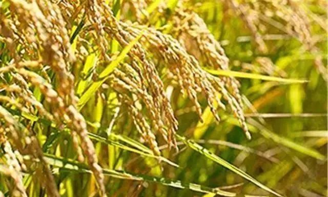 北归候鸟飞回内蒙古,北归候鸟飞回内蒙