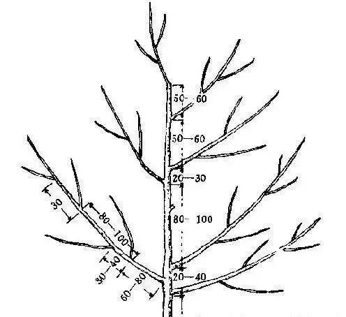 黄金梨高产栽培技术梨树论坛,梨树高产秘方