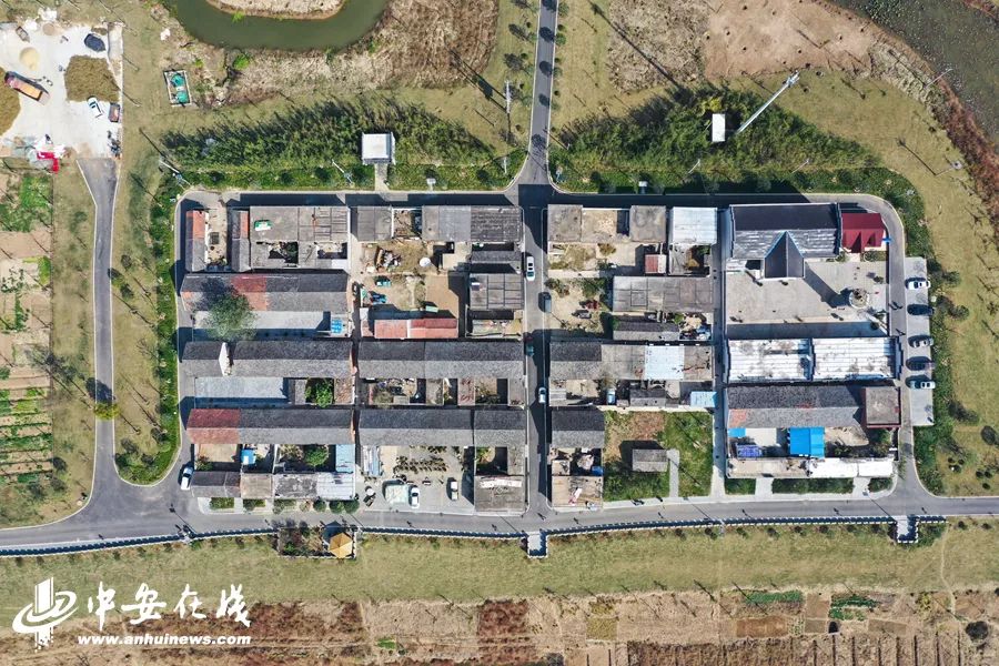 颍上庄台变身记：“穷洼地”逆袭成为“绿富美”