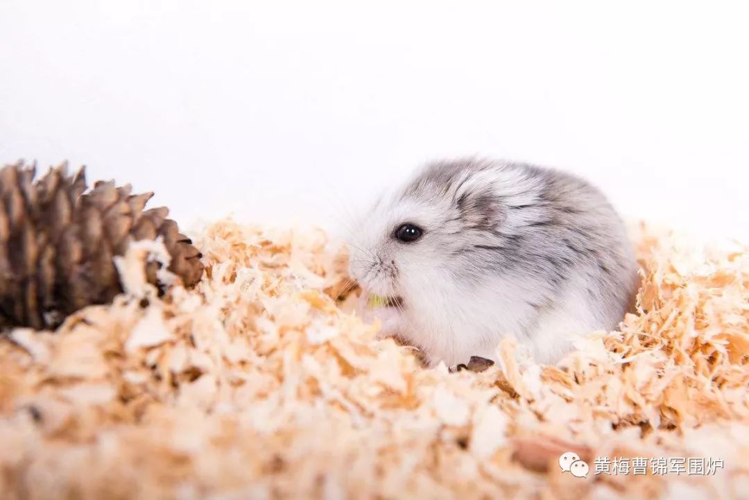 余再荣：萌萌小仓鼠