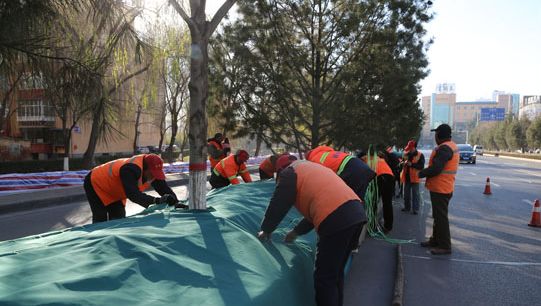 新区绿植花卉,新区绿植养护技巧