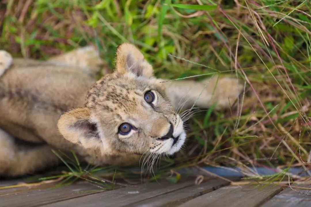 比迪士尼大三倍的国际主题游乐园,比上海迪士尼大三倍的游乐场