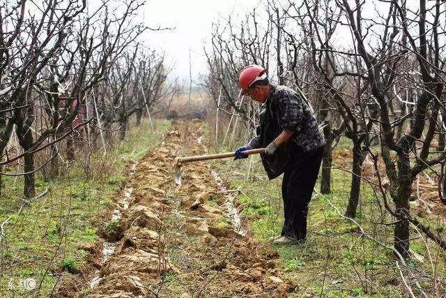 果树盆栽施肥技术,果树滴灌施肥技术视频