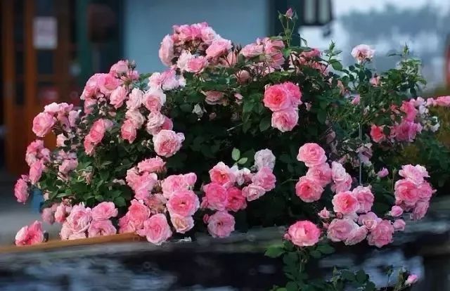 如何给藤本月季打造一面花墙,藤本月季种几棵才能出花墙的效果