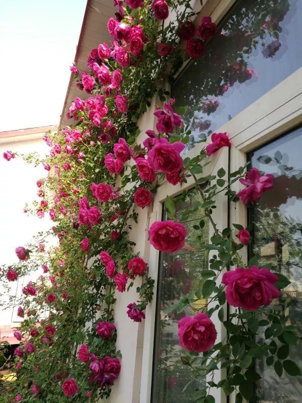 如何给藤本月季打造一面花墙,藤本月季种几棵才能出花墙的效果