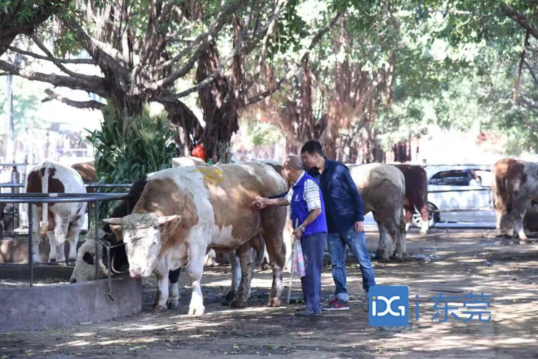 相牛78载！东莞有个金牌“牛经纪”！央视聚焦，看东莞百年牛墟魅力