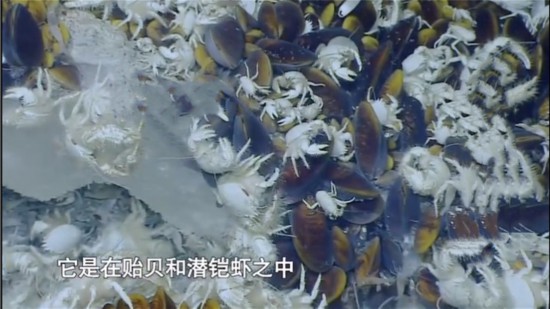 加油向未来可燃冰,可燃冰加油向未来