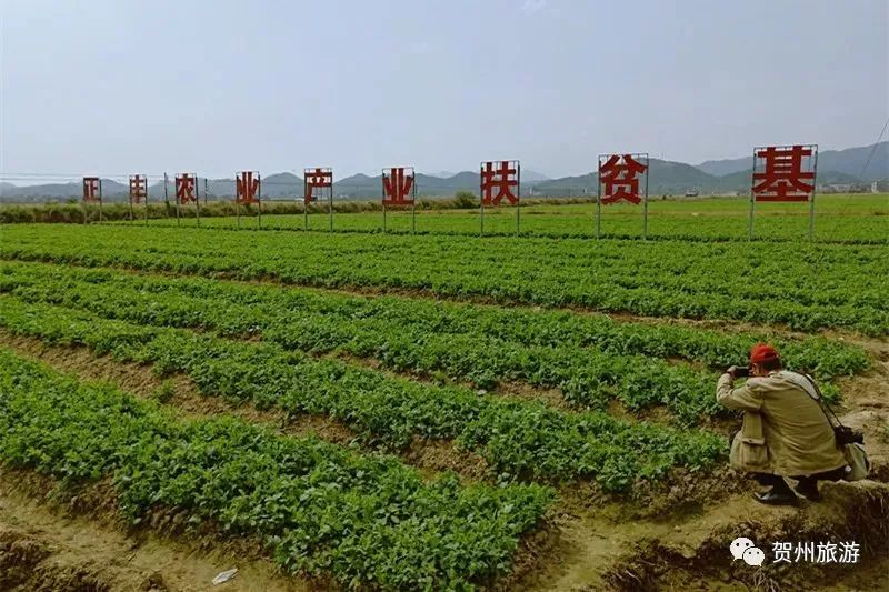 贺州的旅游景点大全,贺州最值得旅游景点