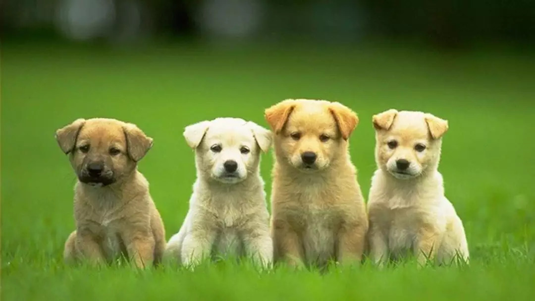 成都最新批发市场,成都最大的小商品批发市场在哪里