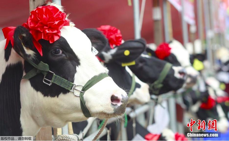 不小心吃到了寄生虫该怎么自救,食物生吃要谨防寄生虫