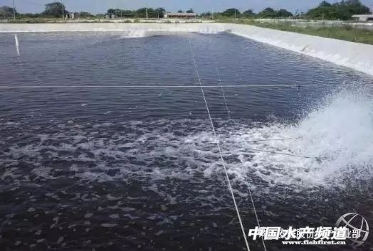 南美对虾小苗空肠空胃怎么引起的,对虾空肠空胃的治疗