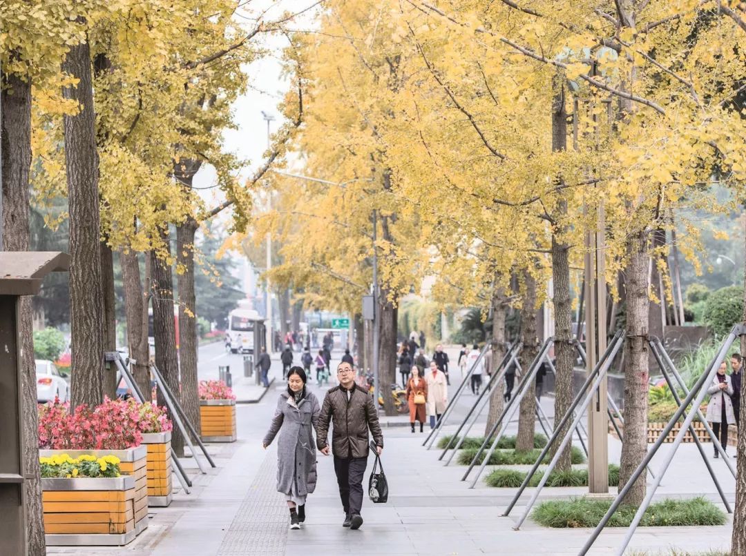 成都锦江边最漂亮的银杏,成都银杏美图