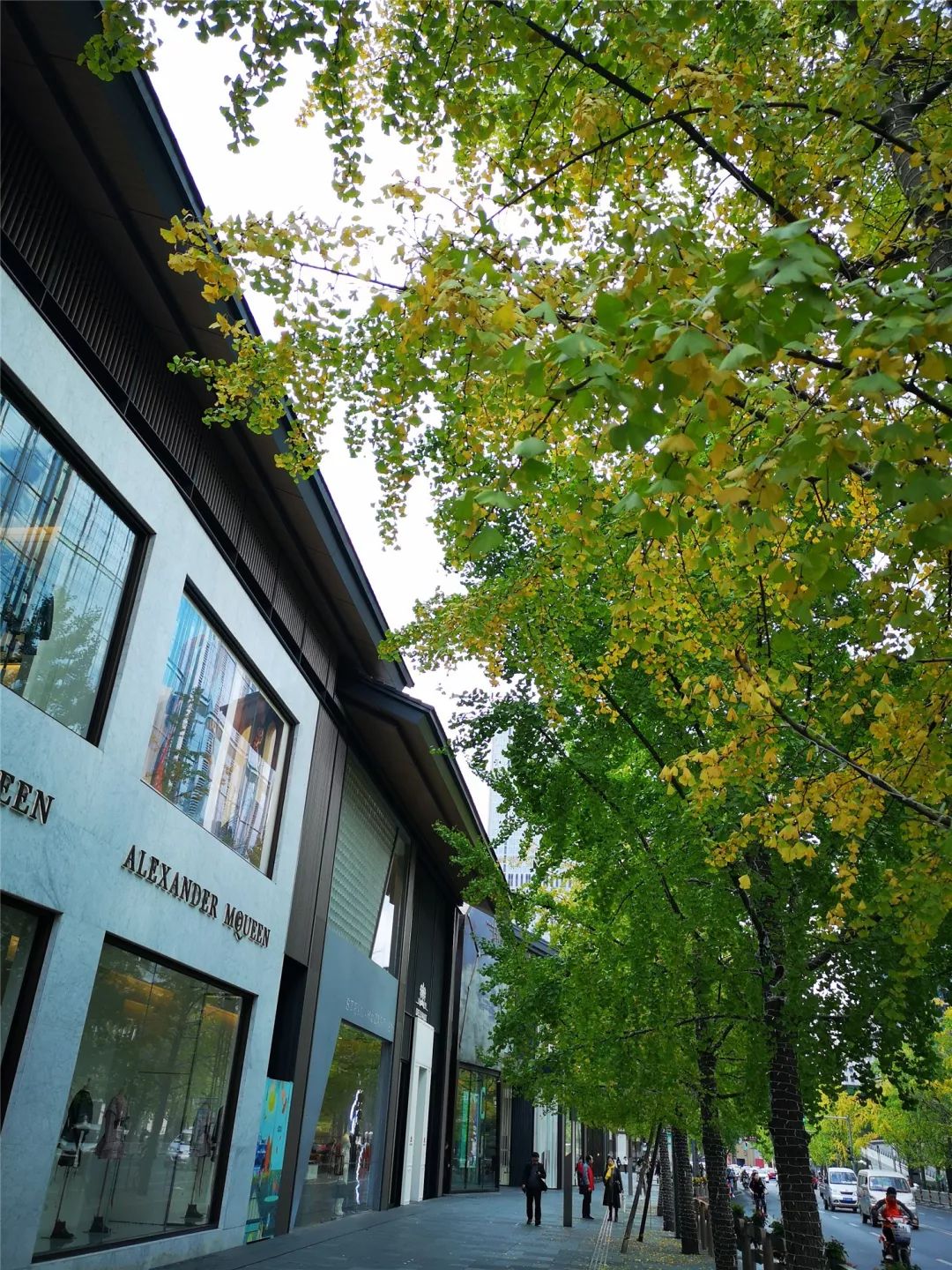 成都锦江边最漂亮的银杏,成都银杏美图