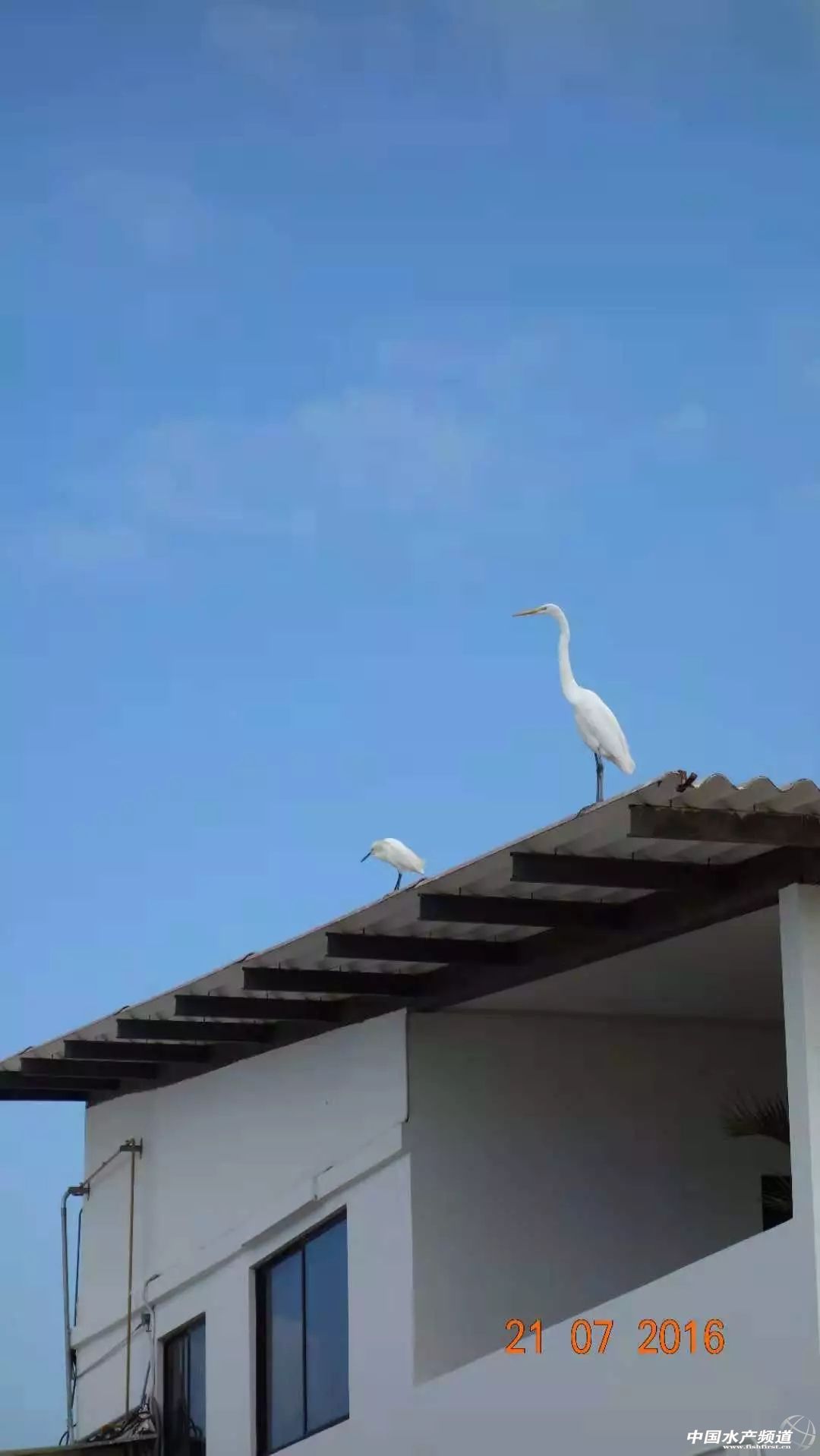中国订购厄瓜多尔白虾最大的厂家,中国进口厄瓜多尔白虾最新政策