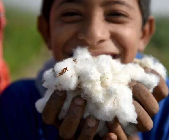 埃及棉洗脸毛巾,埃及长绒棉毛巾