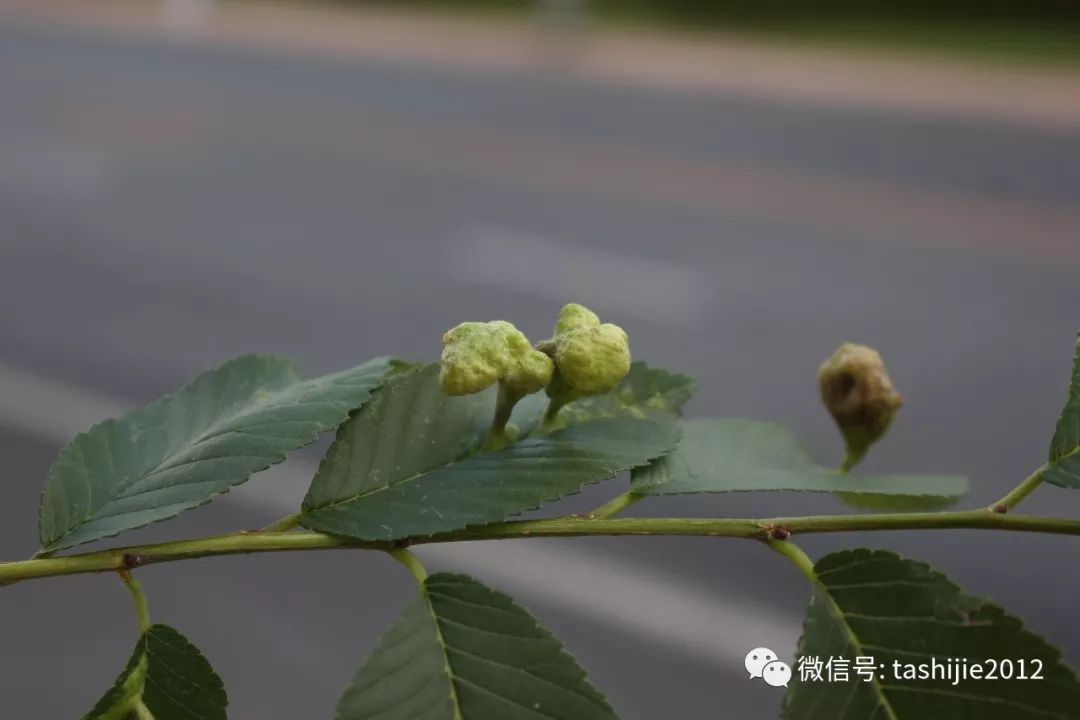 长毛的虫瘿,千奇百怪的虫子全集