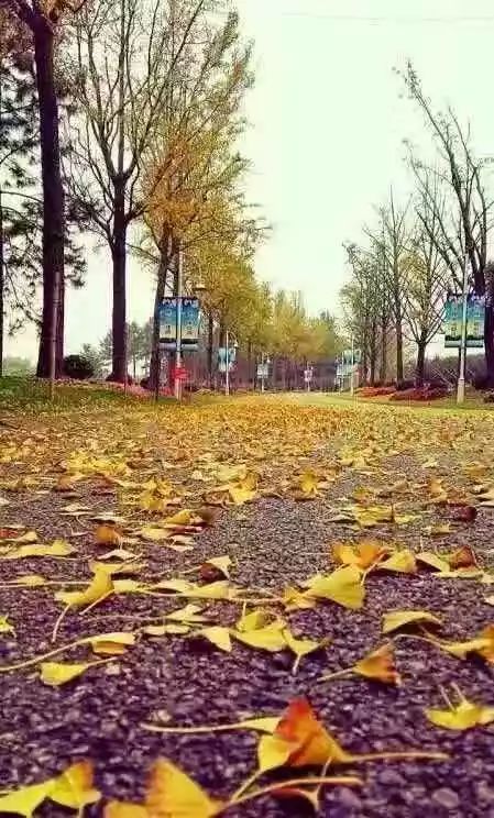 满城尽带黄金甲最美画面,满城尽带黄金甲拍摄地风景