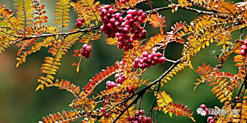 小说连载《龙虹记》|第二十六回:毛冠鹿逼上梁山熊猫家园换新颜