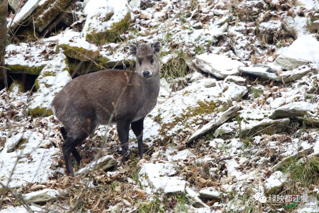 小说连载《龙虹记》|第二十六回:毛冠鹿逼上梁山熊猫家园换新颜