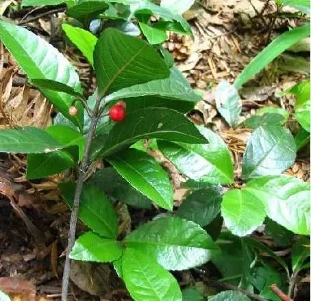 植物界中的世界之最,植物界的吉尼斯阅读题