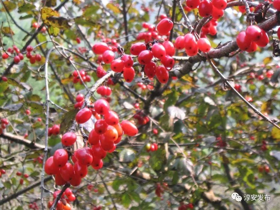 各地非物质文化遗产美食,本地特色美食非物质文化遗产