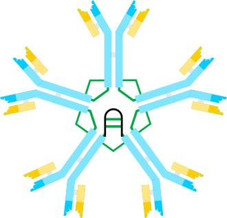 周郁鸿治疗华氏巨球蛋白血症,华氏巨球蛋白血症最新治疗方法