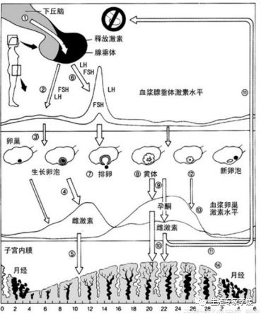 性激素六项在试管中的作用,试管检查六项激素一般多少钱