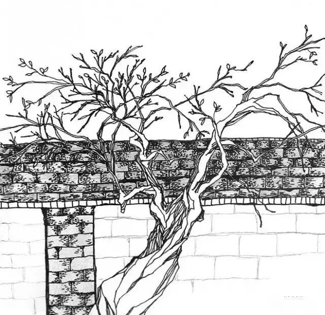 夜话丨季羡林处女作：枸杞树