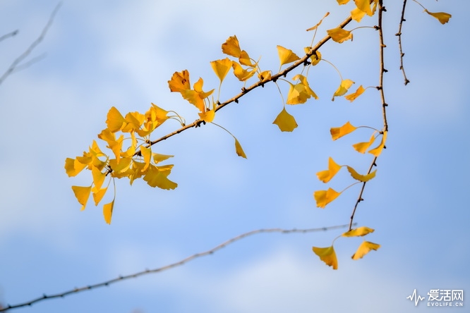 性价比之王富士x-t30无反相机推荐,富士xt3全面评测