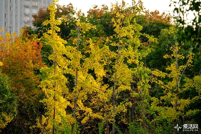 性价比之王富士x-t30无反相机推荐,富士xt3全面评测