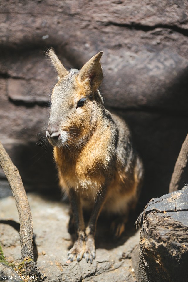 成都怎么玩一天一夜,如何在成都耍一天