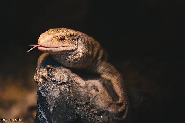 成都怎么玩一天一夜,如何在成都耍一天