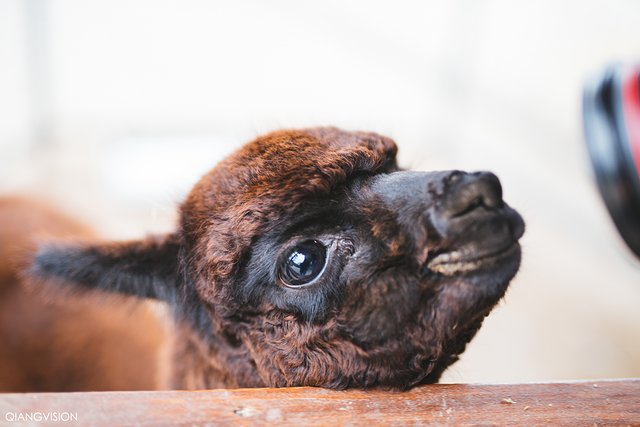 成都怎么玩一天一夜,如何在成都耍一天