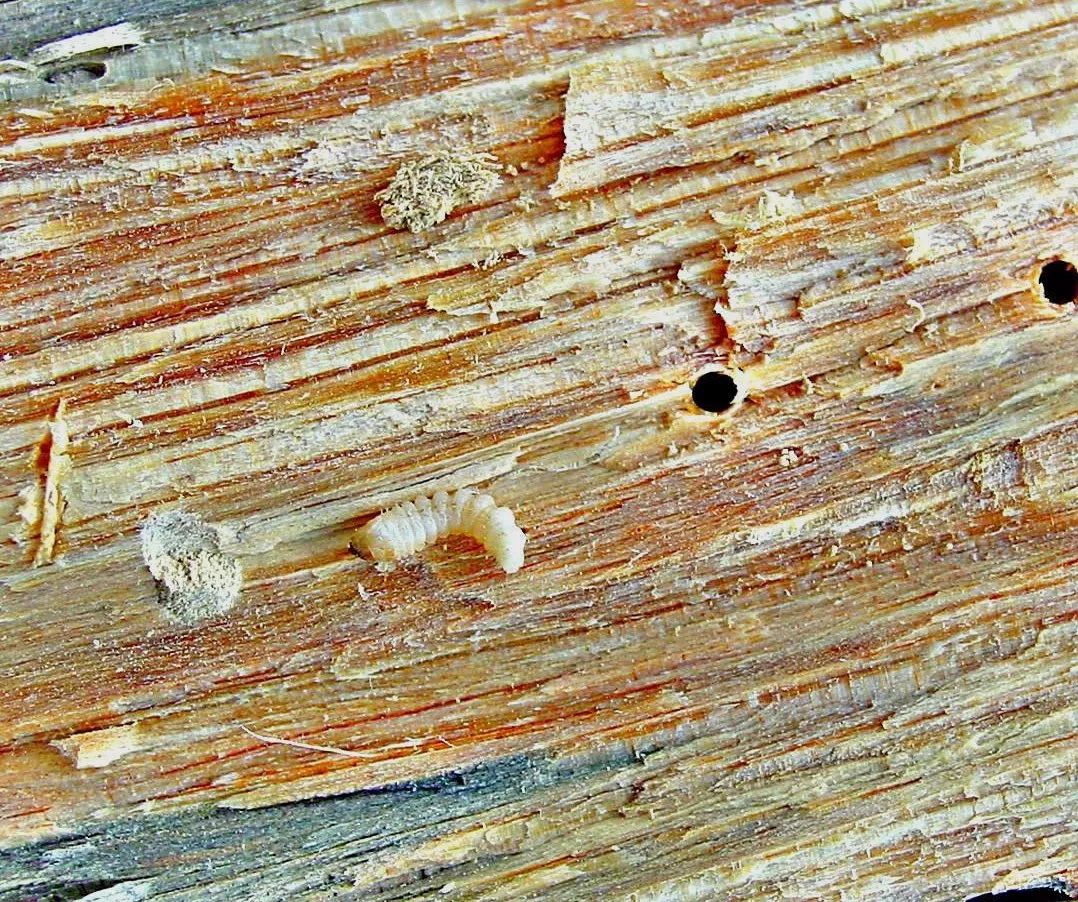 松树也变黄了,松树变红的原因