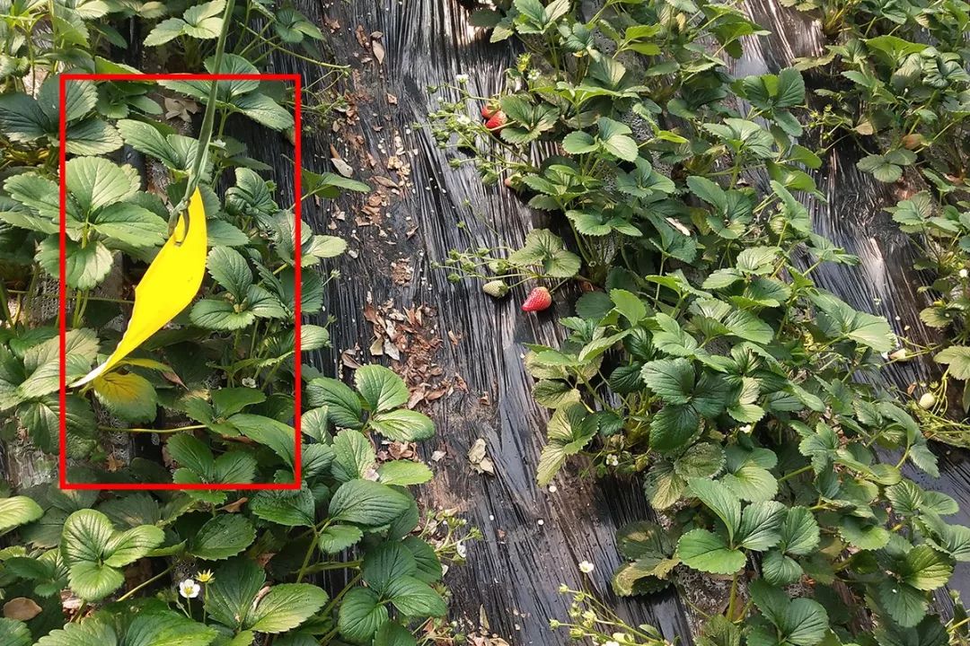 又香又甜好吃的草莓,果香四溢的草莓果酱