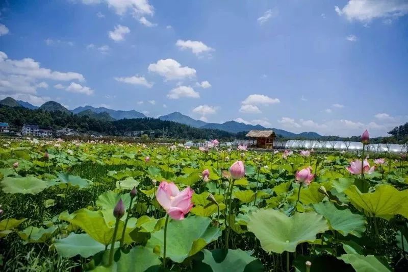 遵义市景区免费名单,遵义景区最新消息