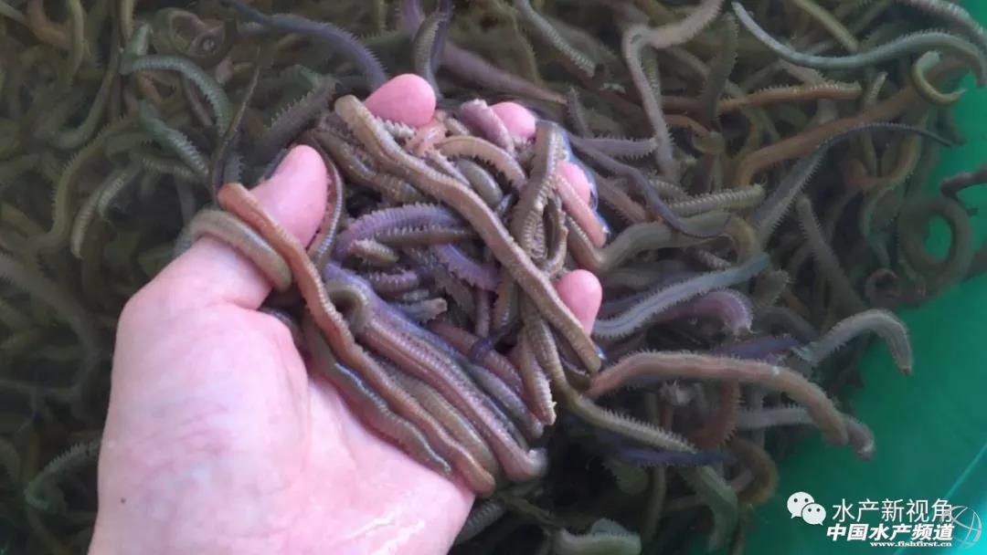 稻虾生态混养方法,白虾vs沙蚕