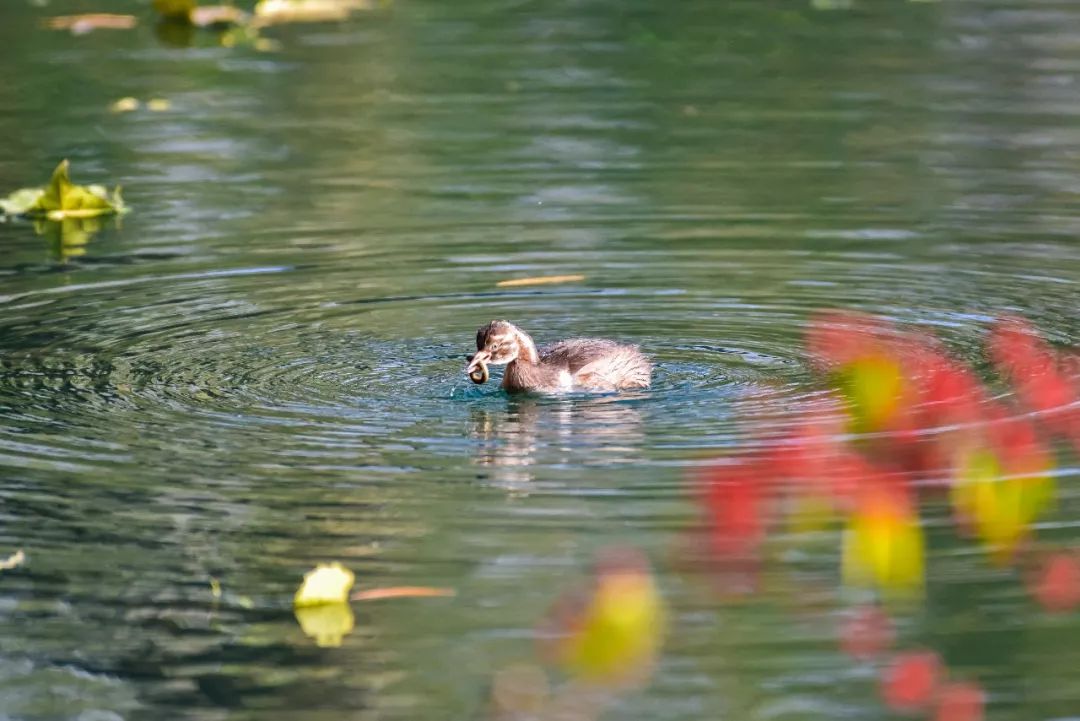 动物们生病怎么办,动物们怎么治疗自己的病