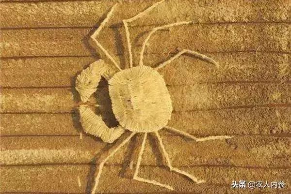 农业与艺术,农业可以很艺术