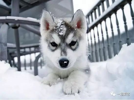 冬季狗狗护理注意事项