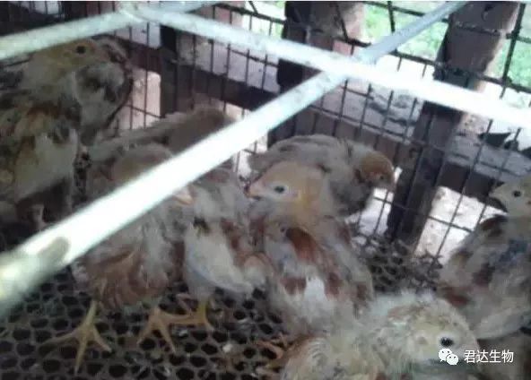 鸡腺肌胃炎最快治疗方法,鸡腺肌胃炎发生原因及防治措施