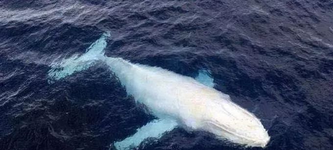 鱼种法拉利,观赏鱼有多美