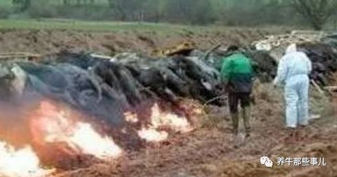 得了口蹄疫的牛痊愈要多长时间,牛口蹄疫最快几天能发病